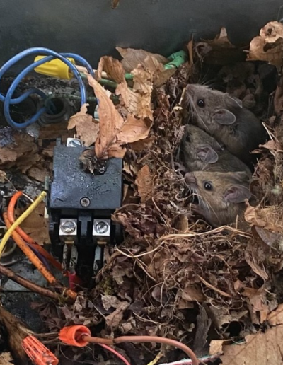 MICE IN OUTDOOR UNIT