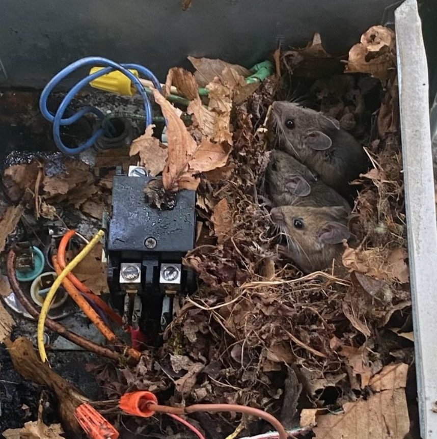 MICE IN OUTDOOR UNIT 